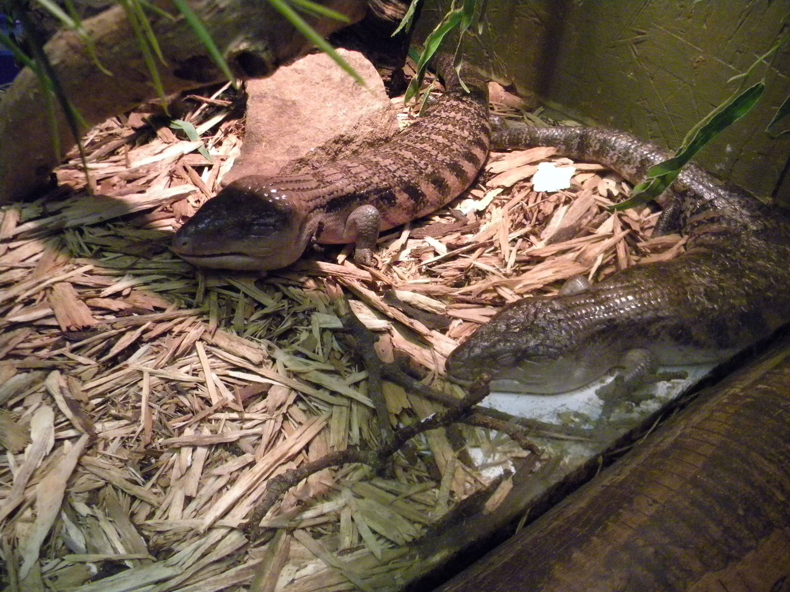 Blotched Blue Tongued Skinks at Blackpool Zoo 10th April 2011
