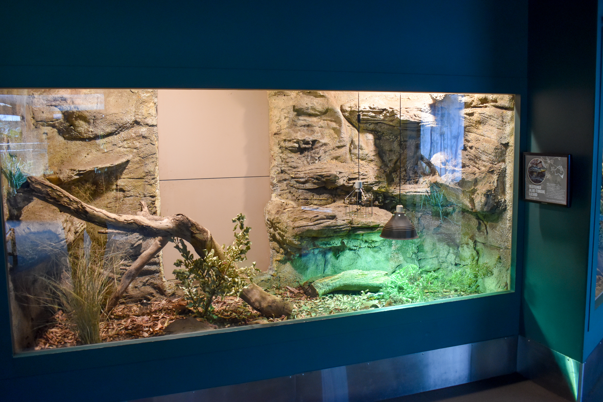 Blotched Bluetongue Lizard Enclosure