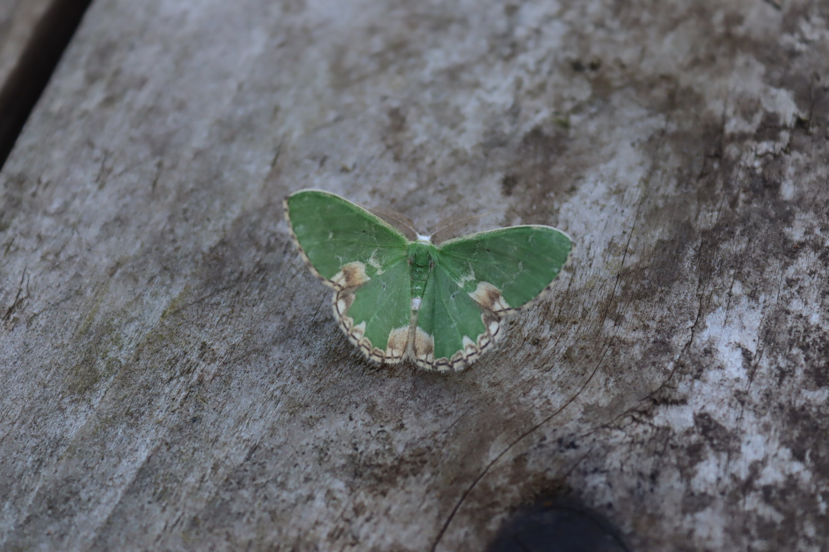 Blotched Emerald (Comibaena bajularia)