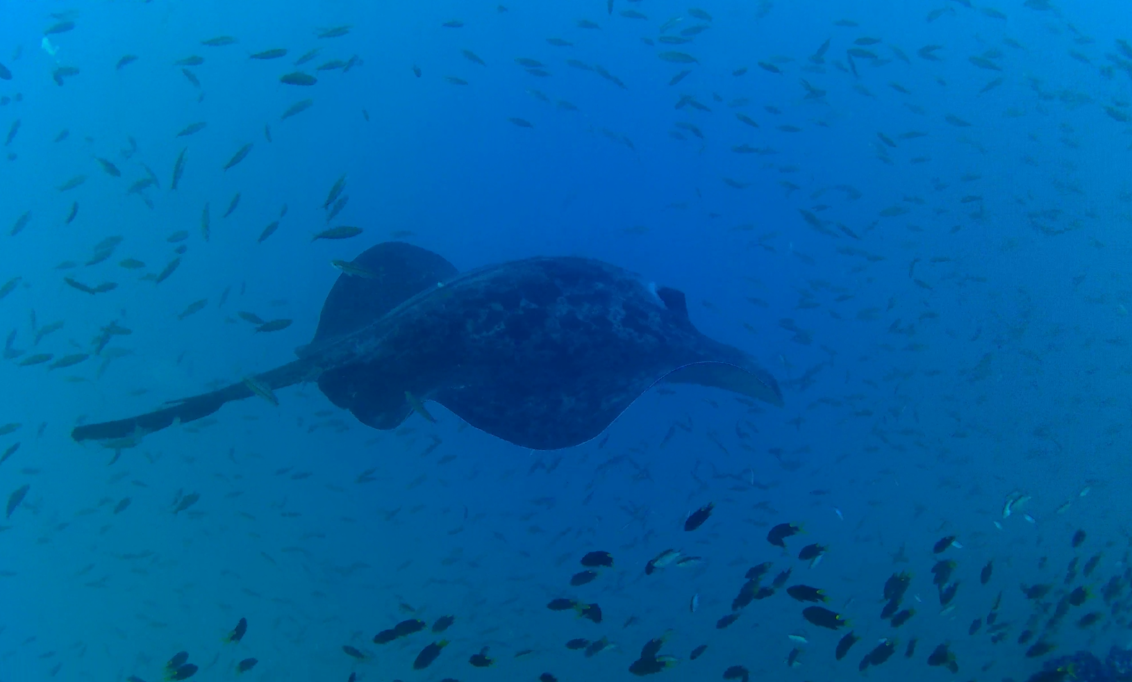 Blotched Fantail Ray (Taeniurops meyeni)
