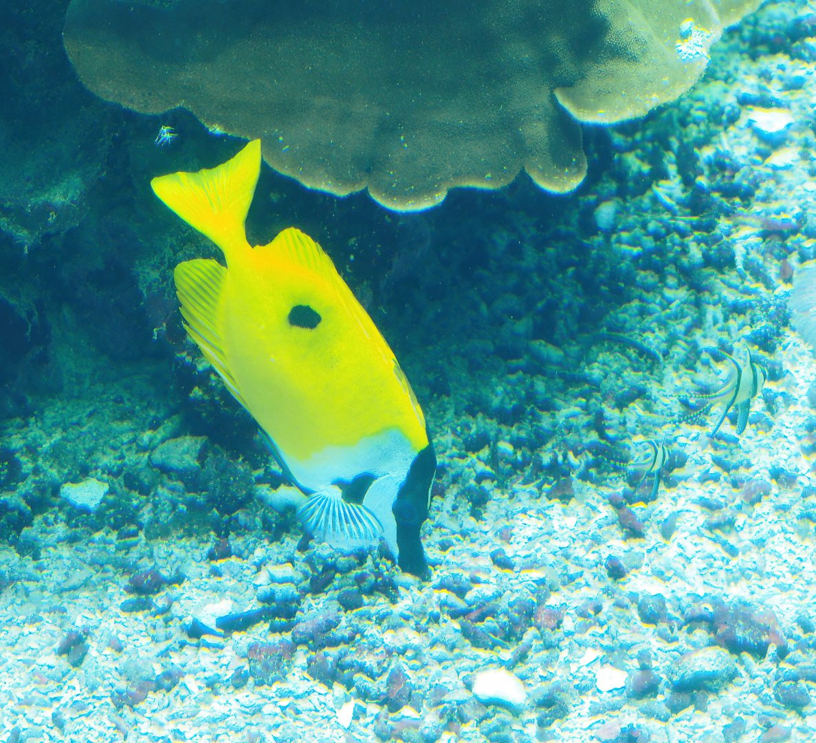 Blotched foxface (Siganus unimaculatus) and Banggai cardinalfish (Pterapogon kauderni), 2023-10-07