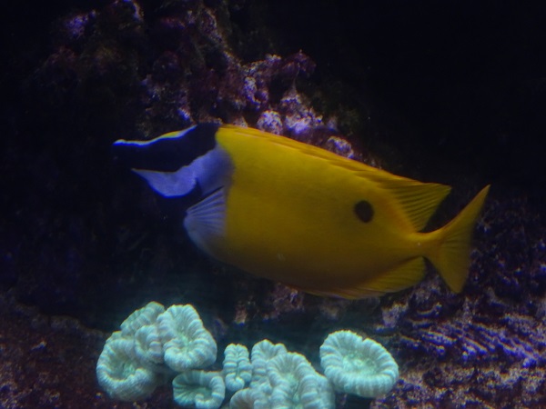 Blotched foxface (Siganus unimaculatus)