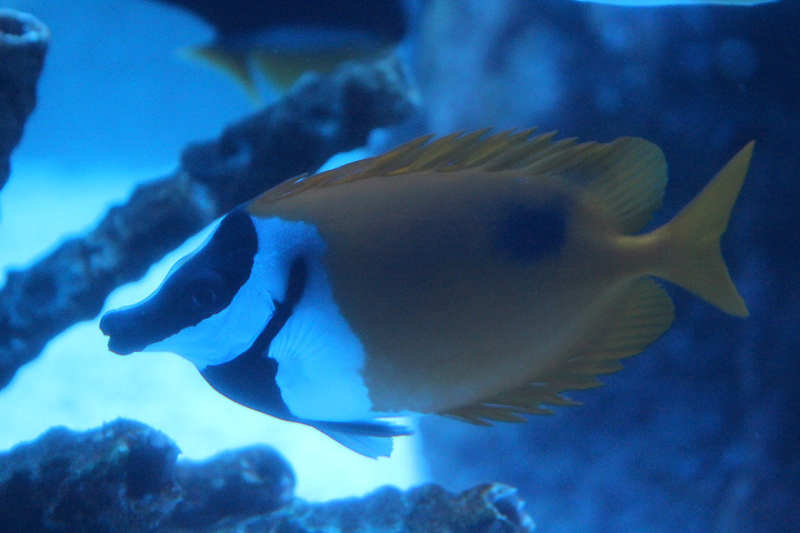 Blotched foxface (Siganus unimaculatus)