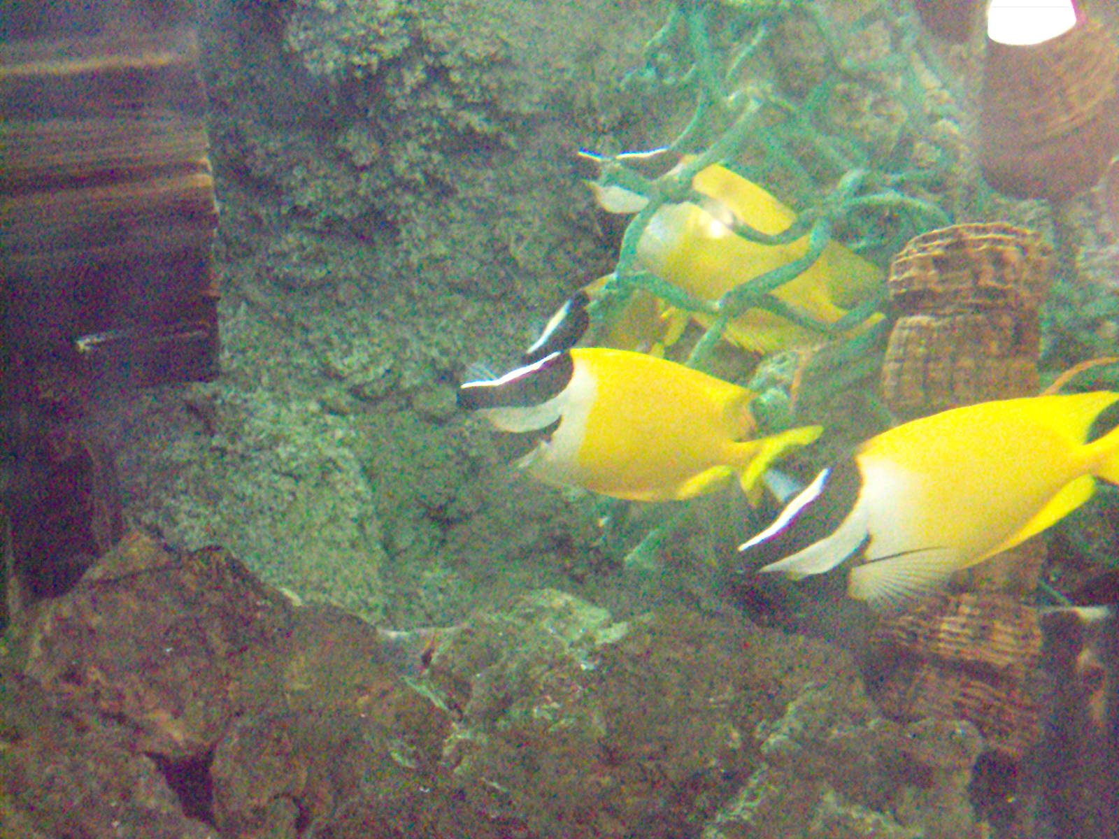 Blotched Foxface (Siganus unimcaulatus)