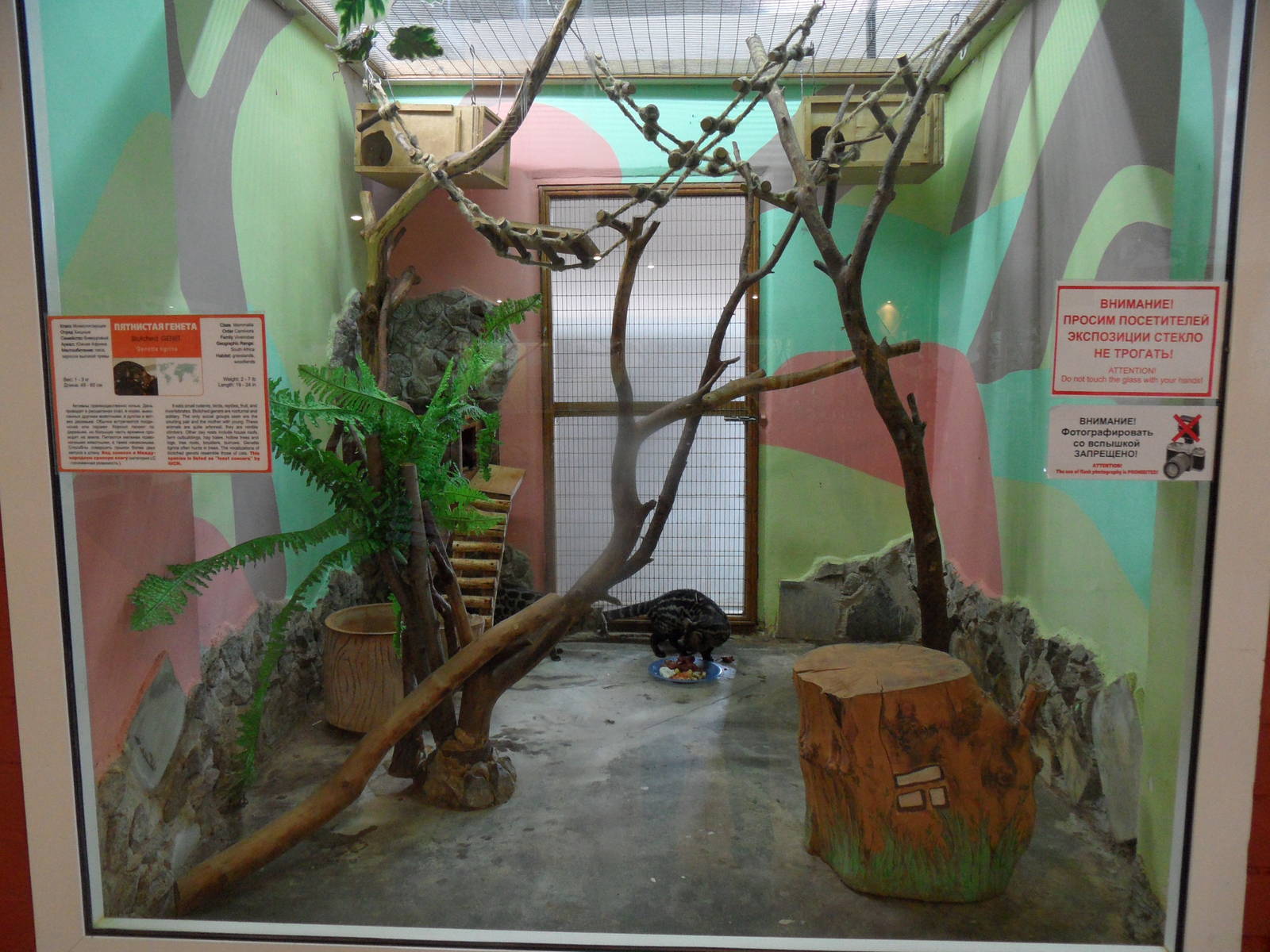 Blotched genet exhibit