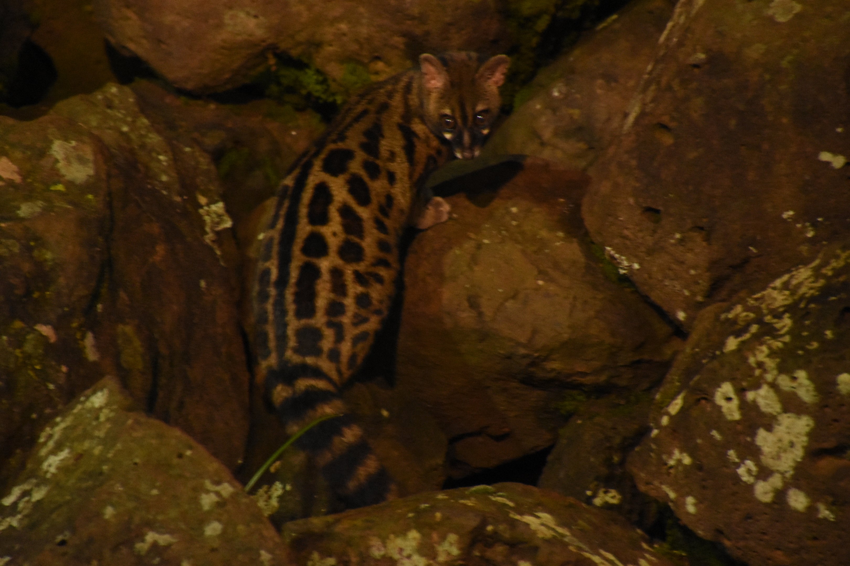Blotched genet (Genetta maculata)