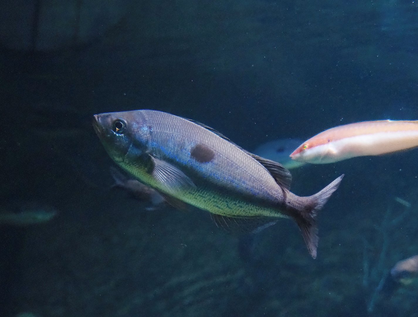 Blotched picarel (Spicara maena), 2023-07-22