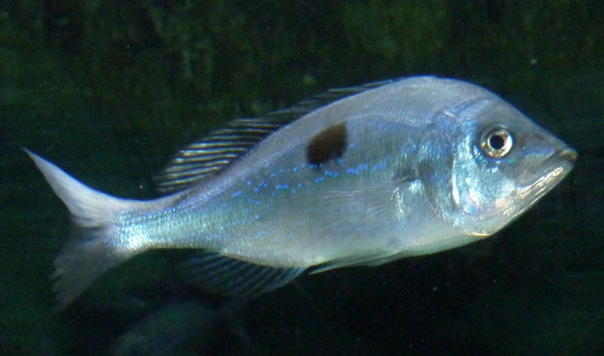 Blotched picarel (Spicara maena)