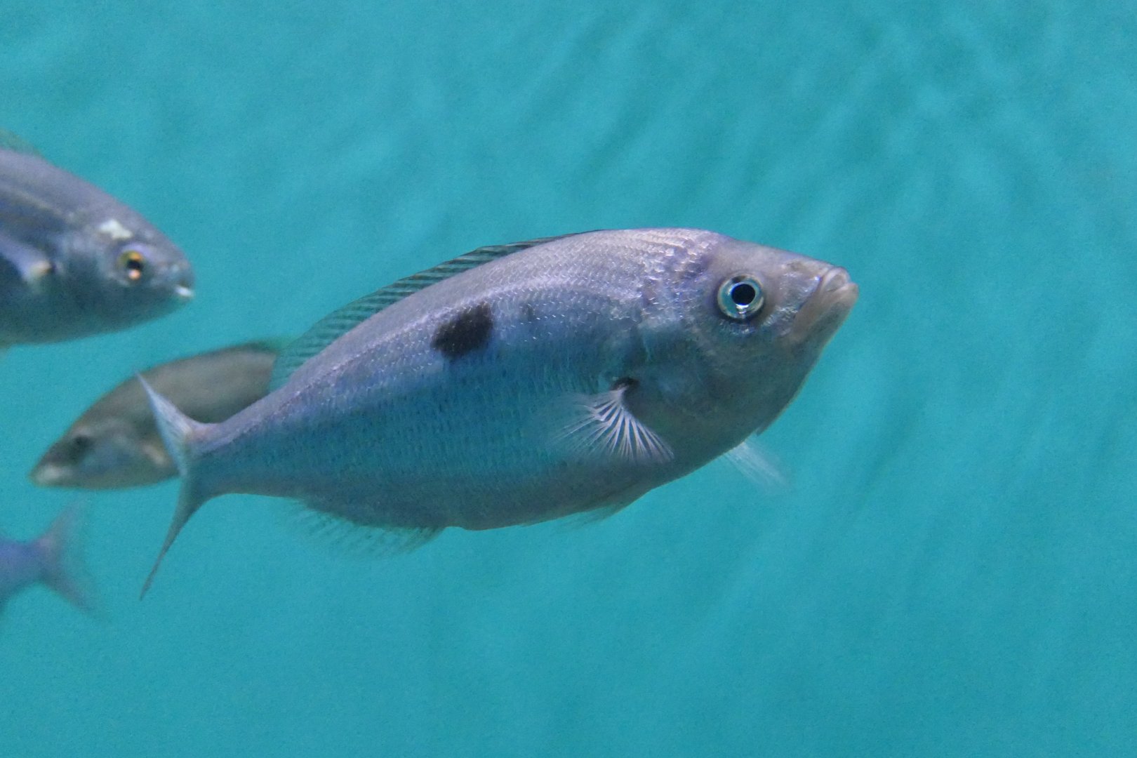 Blotched Picarel (Spicara maena)