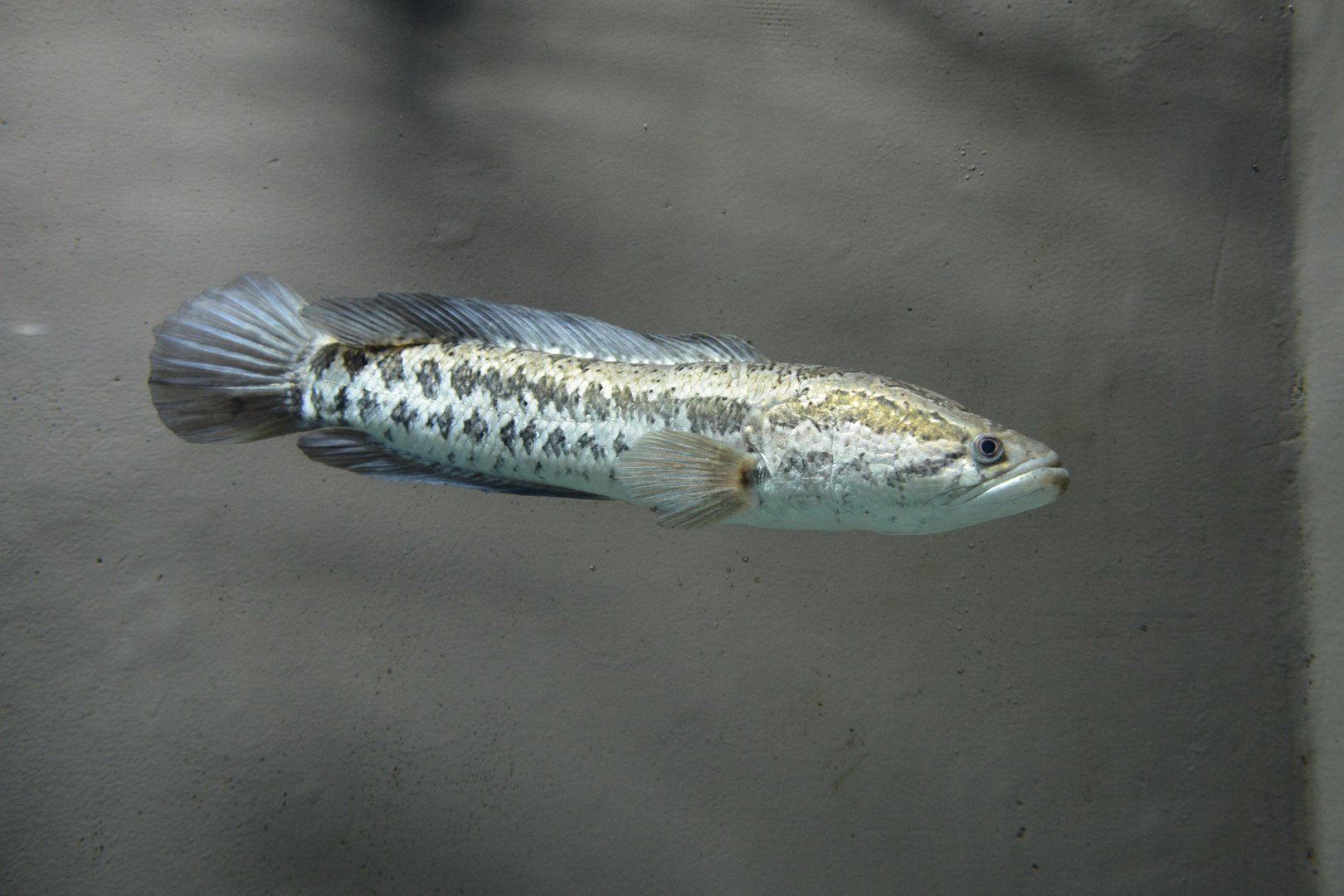 Blotched snakehead (Channa maculata)