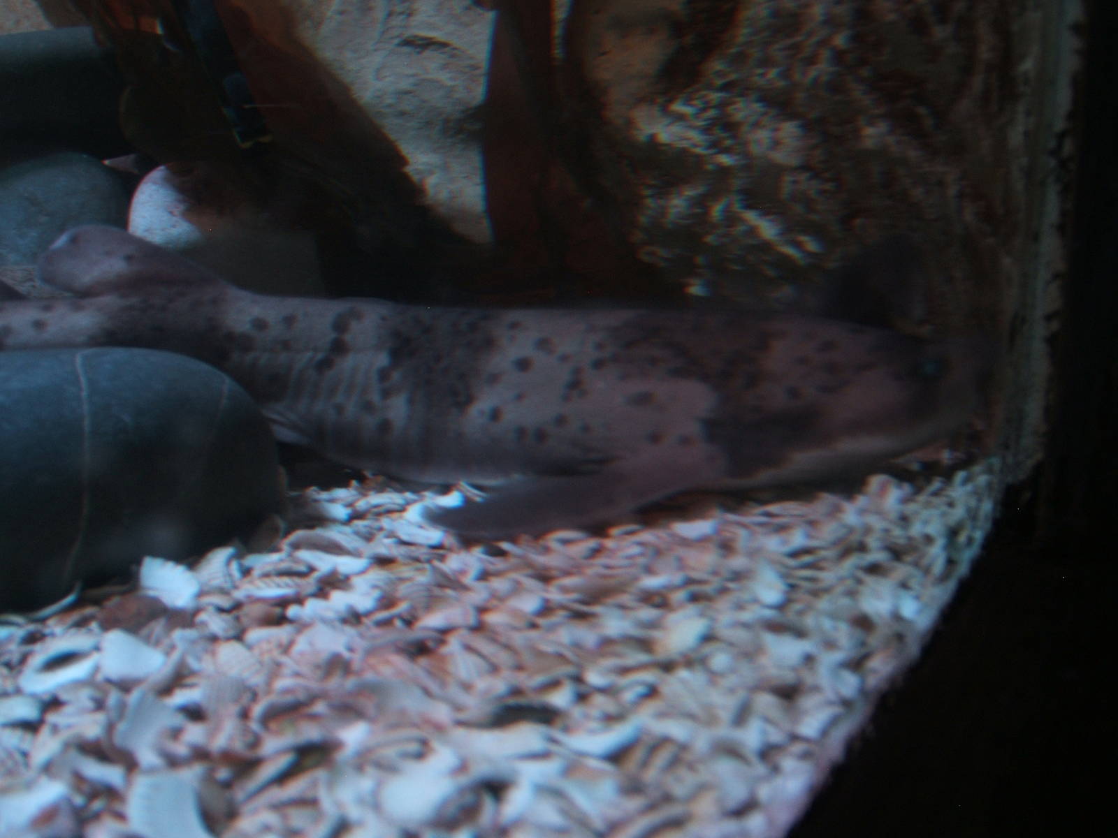 Blotched Swell Shark