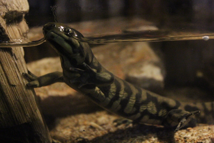 Blotched tiger salamander (Ambystoma mavortium melanostictum) - BXSea