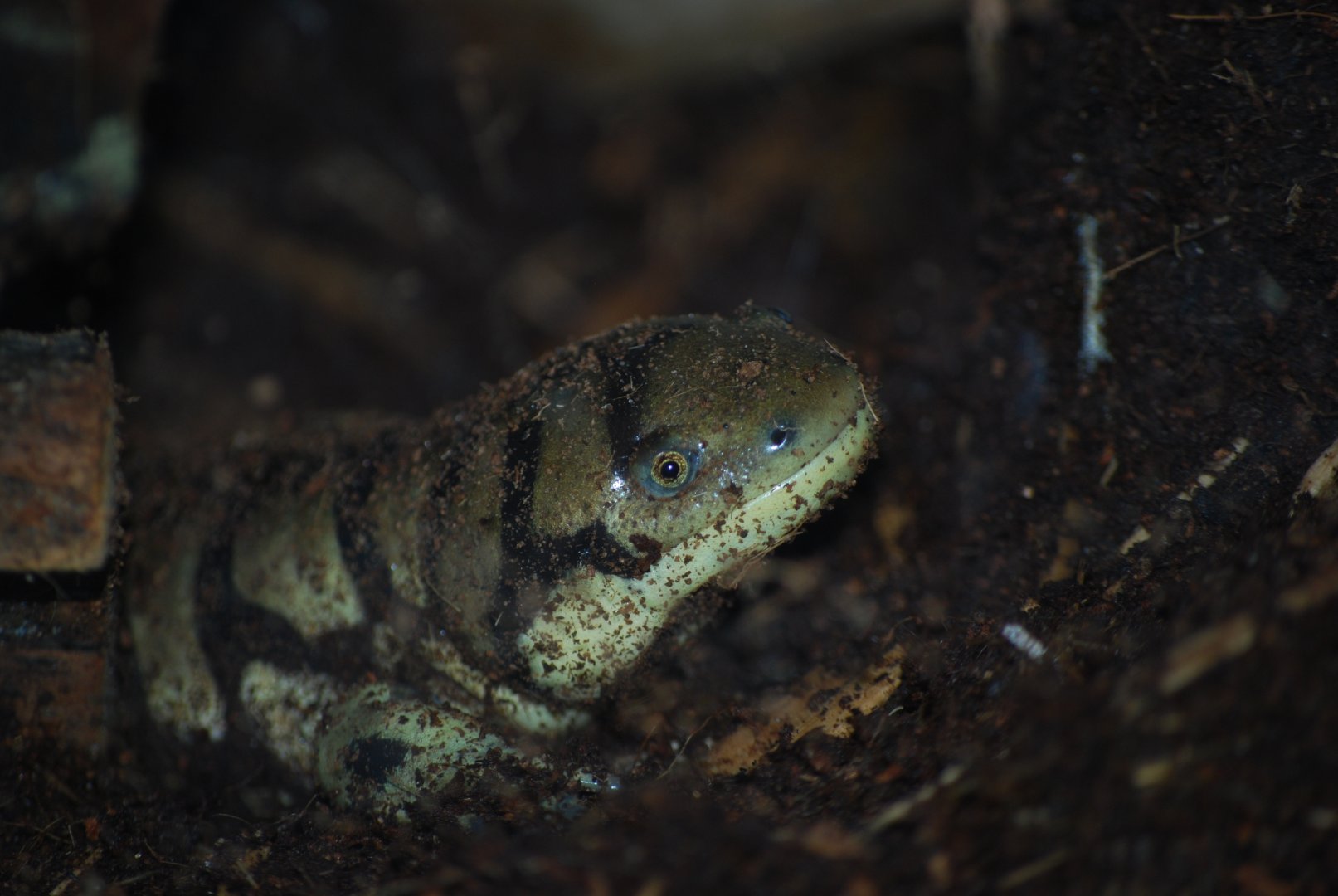 Blotched Tiger Salamander