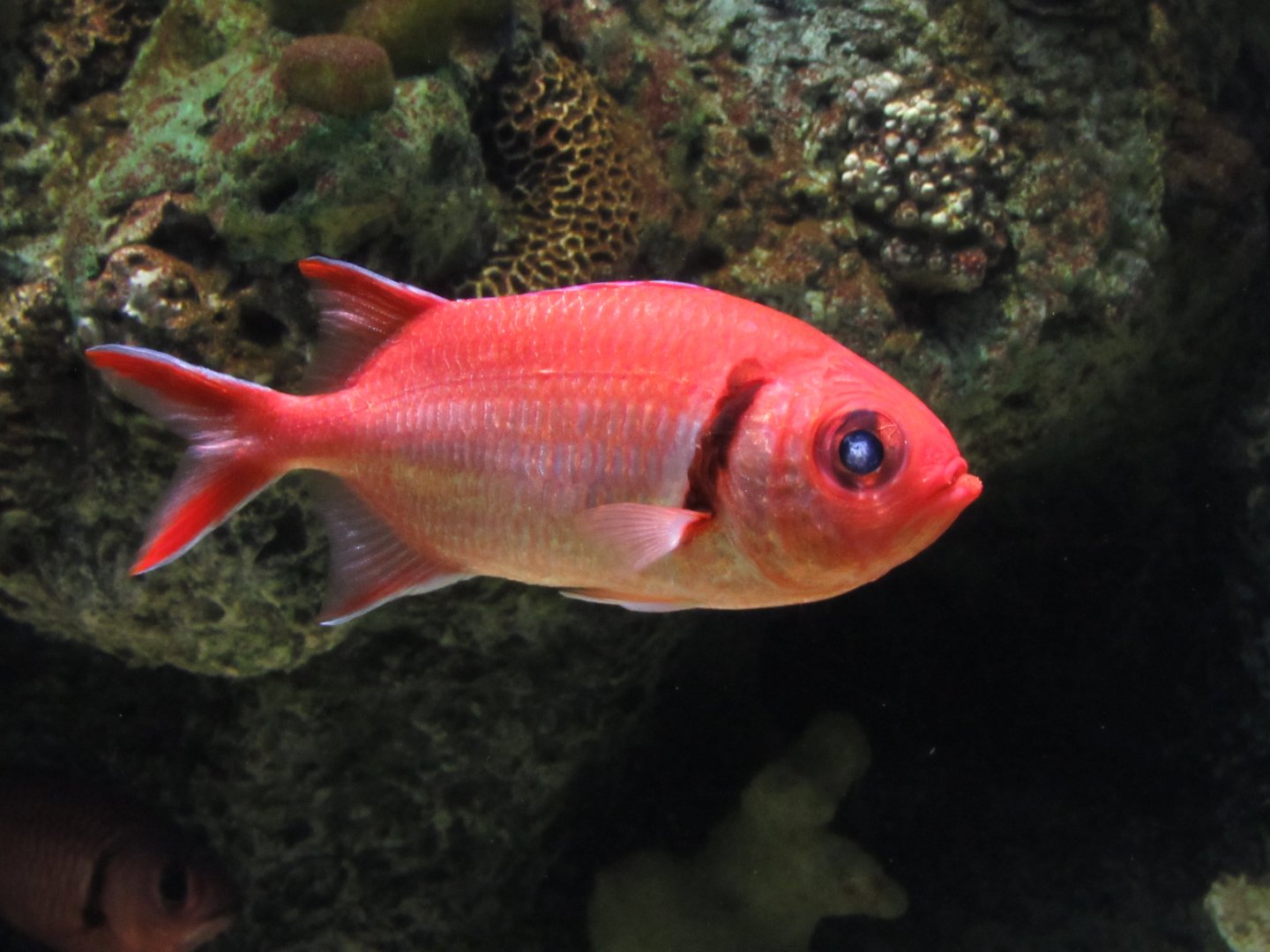 Blotcheye Soilderfish at Shedd Aquarium