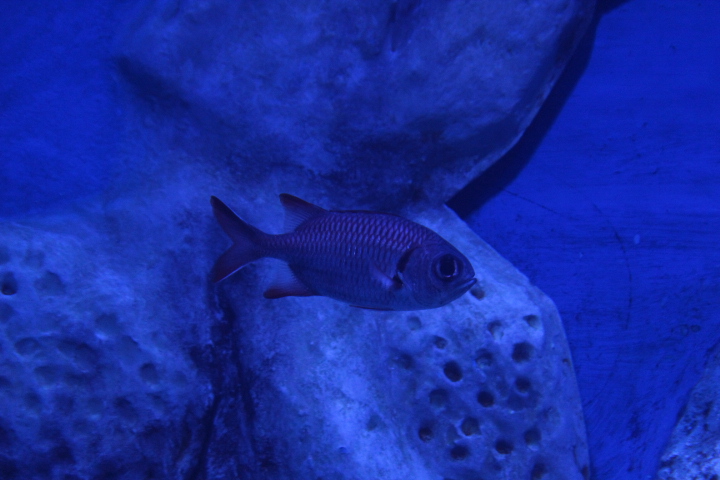 Blotcheye soldierfish (Myripristis berndti) - BXSea