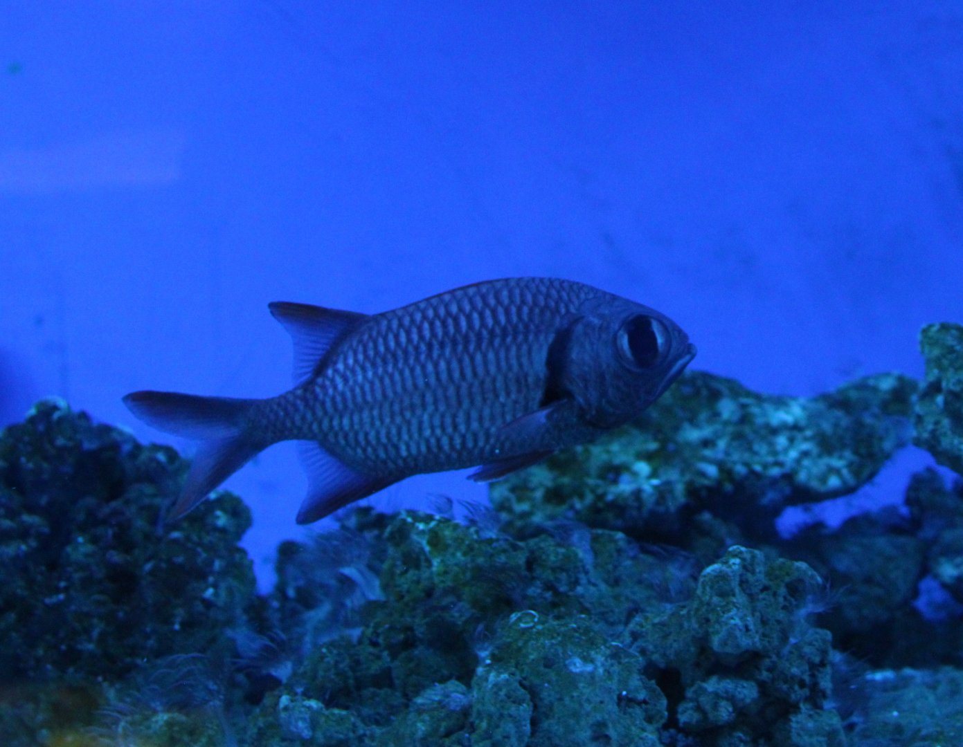 Blotcheye soldierfish - Myripristis berndti