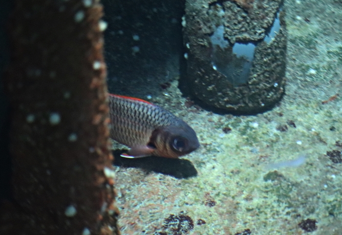 Blotcheye soldierfish (Myripristis berndti)