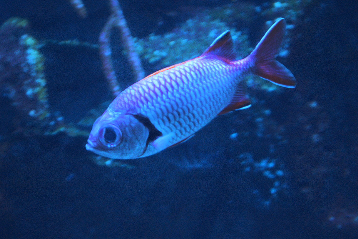 Blotcheye  soldierfish (Myripristis berndti)
