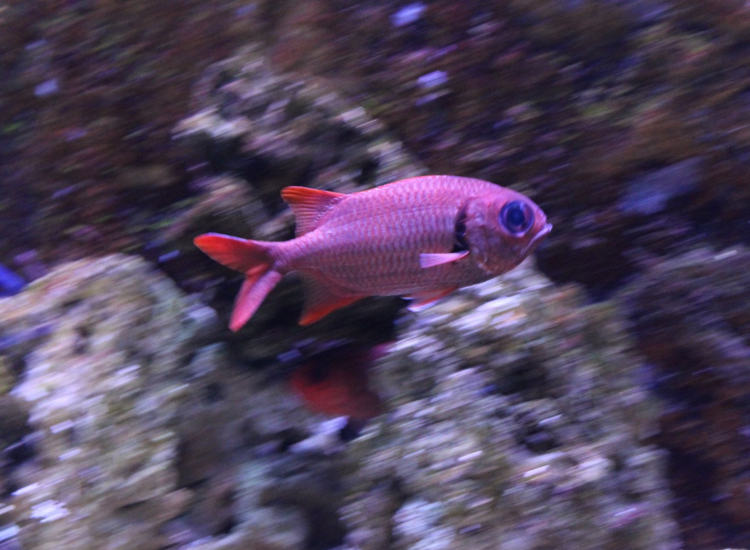 Blotcheye soldierfish - Myripristis brendti