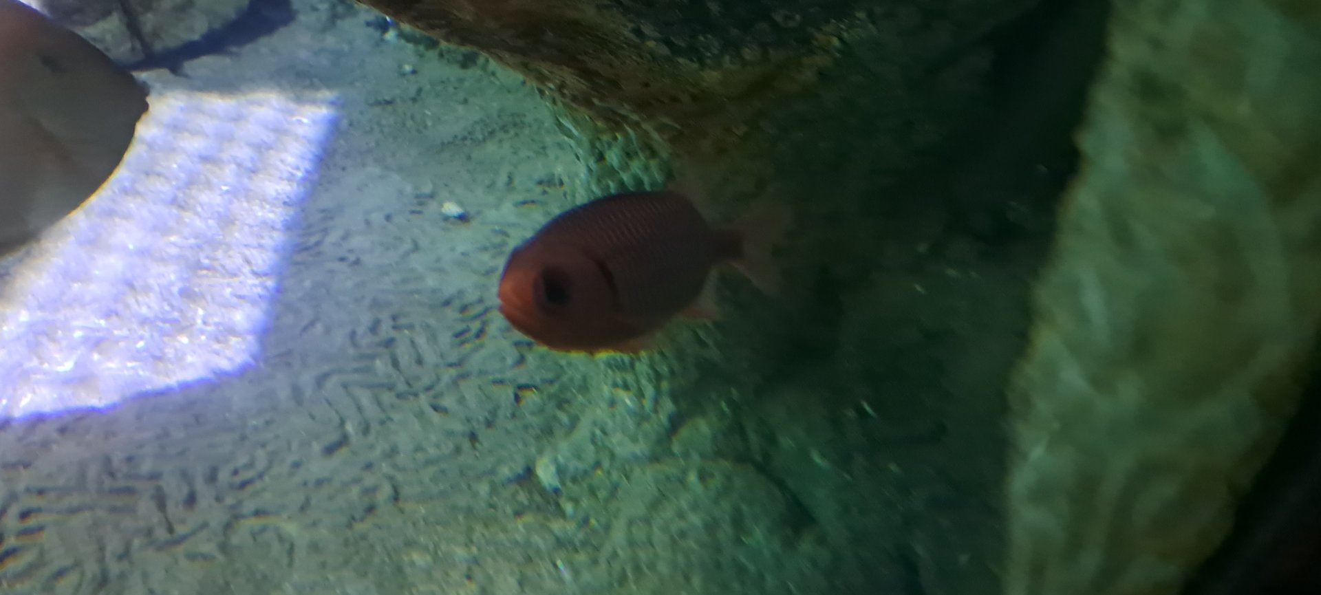 Blotcheye Soldierfish