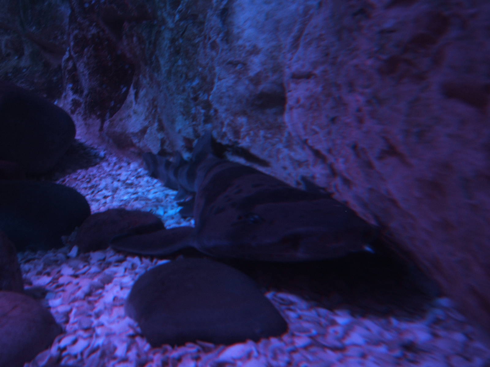 Blotchy Swell Shark (Cephaloscyllium umbratile)