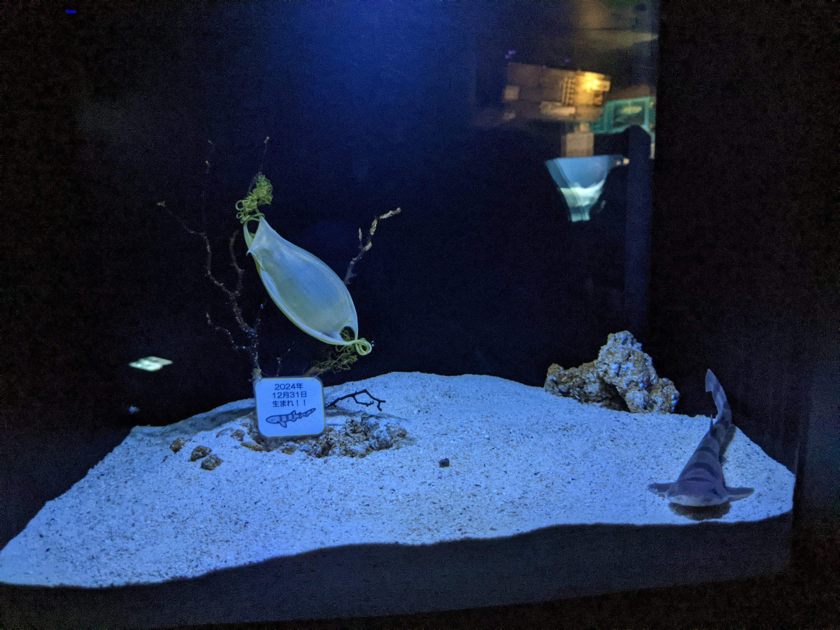 Blotchy Swell Shark (Cephaloscyllium umbratile)