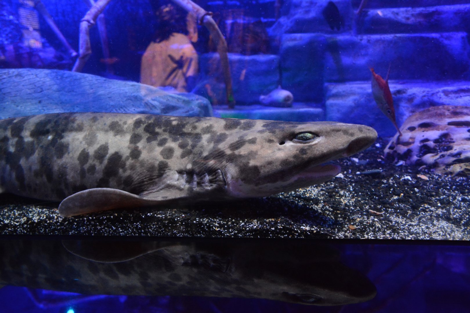 Blotchy swellshark (Cephaloscyllium umbratile)