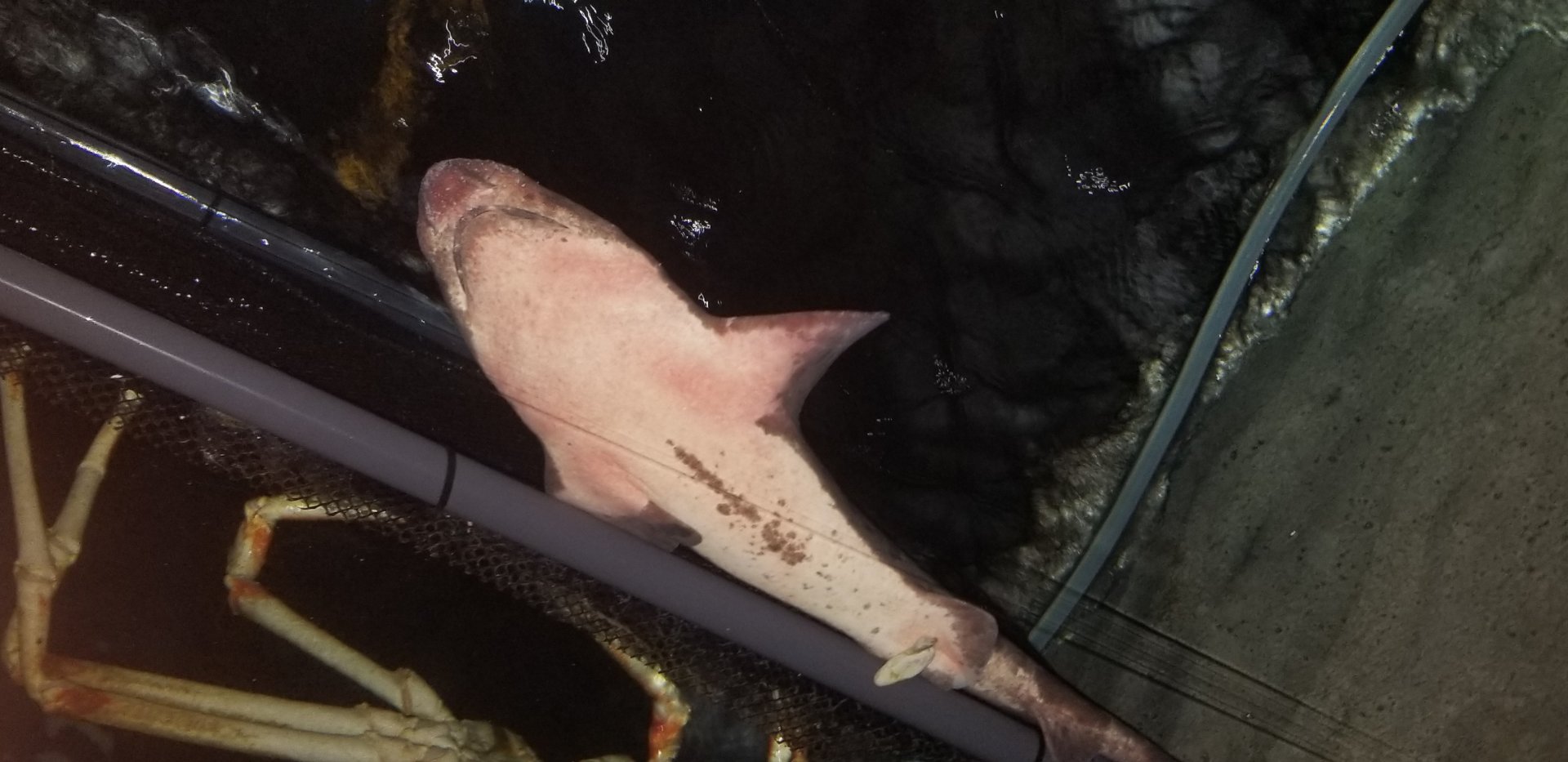 Blotchy Swellshark