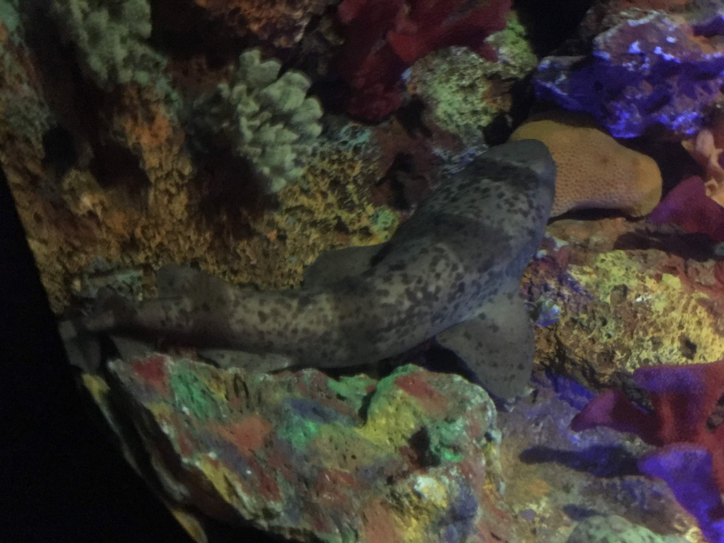 Blotchy Swellshark