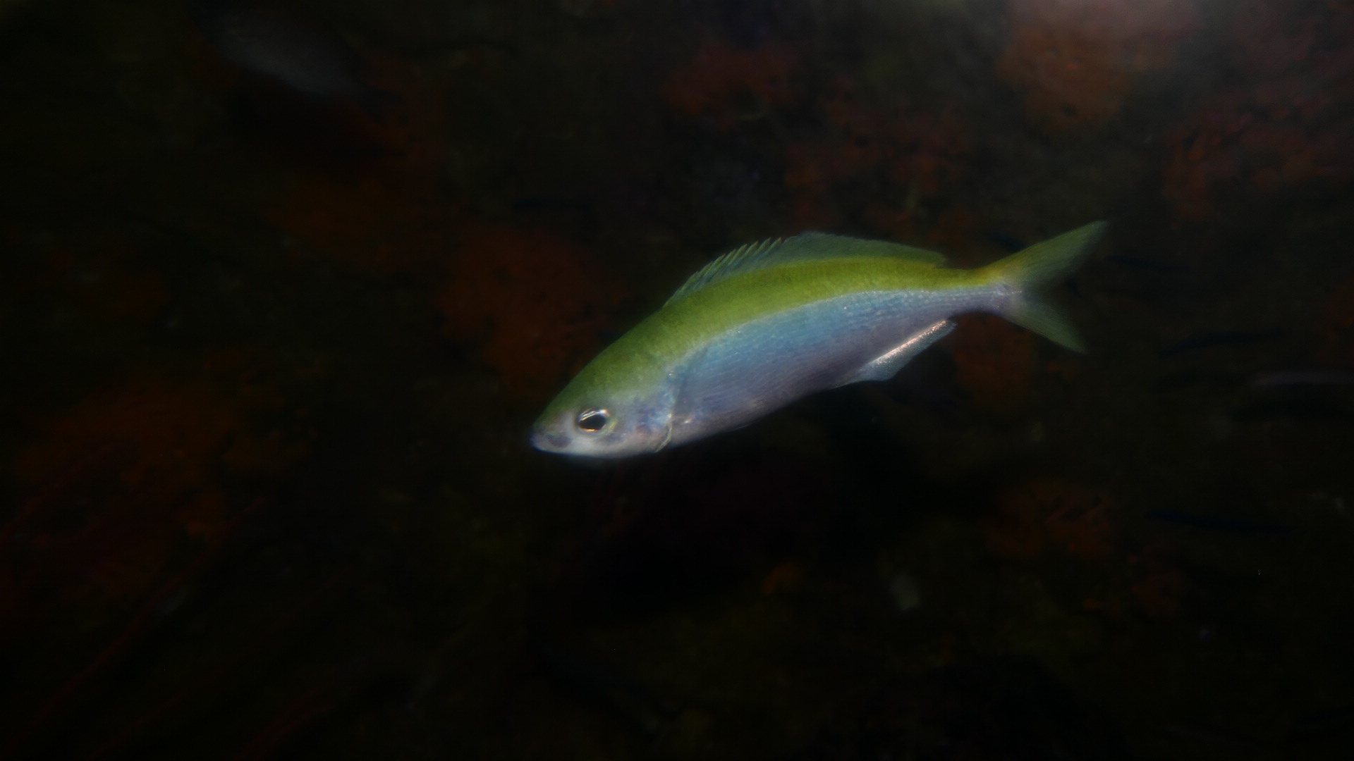 Blowhole Perch (Caesioscorpis theagenes)