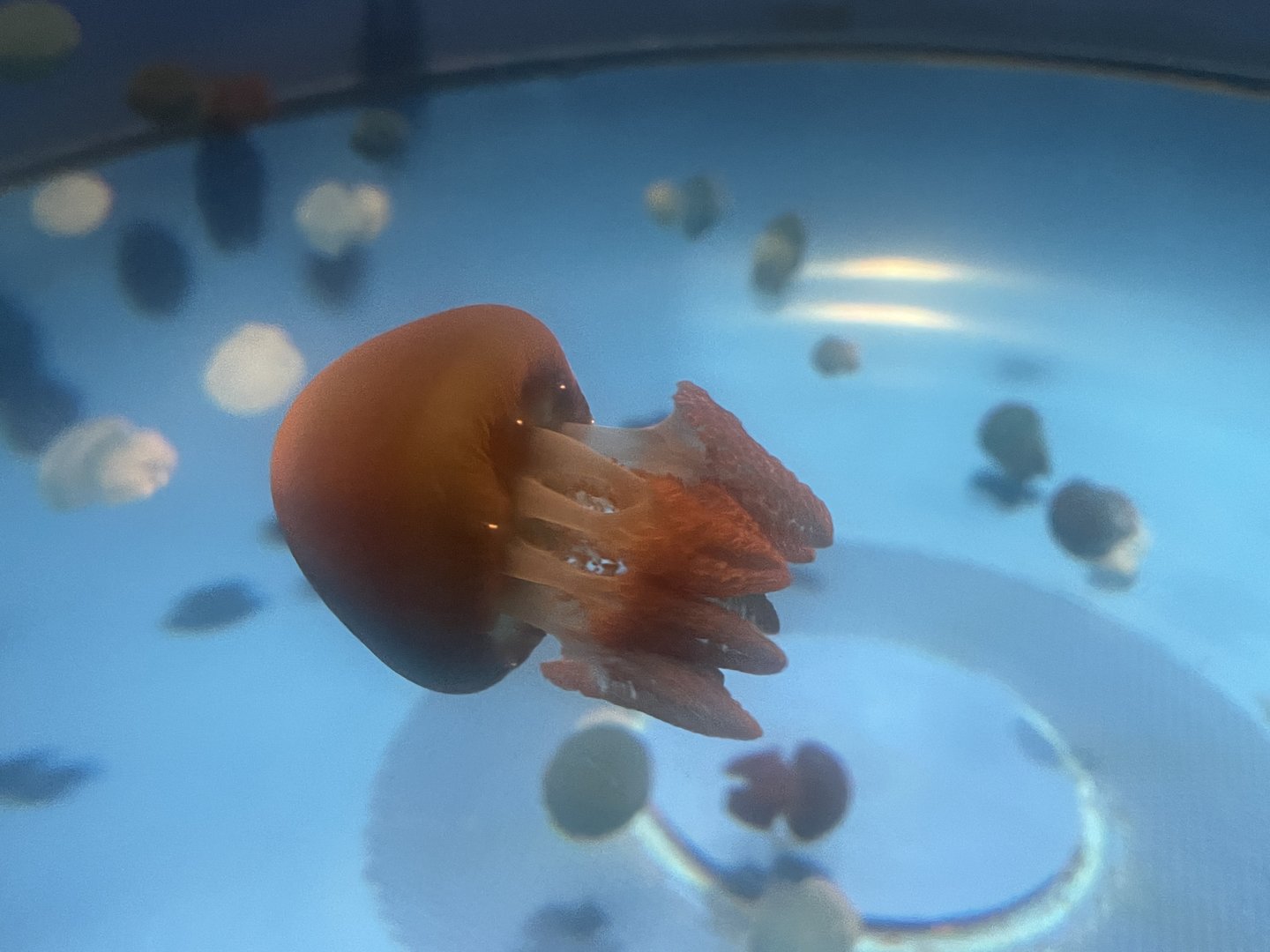 Blubber Jellies
