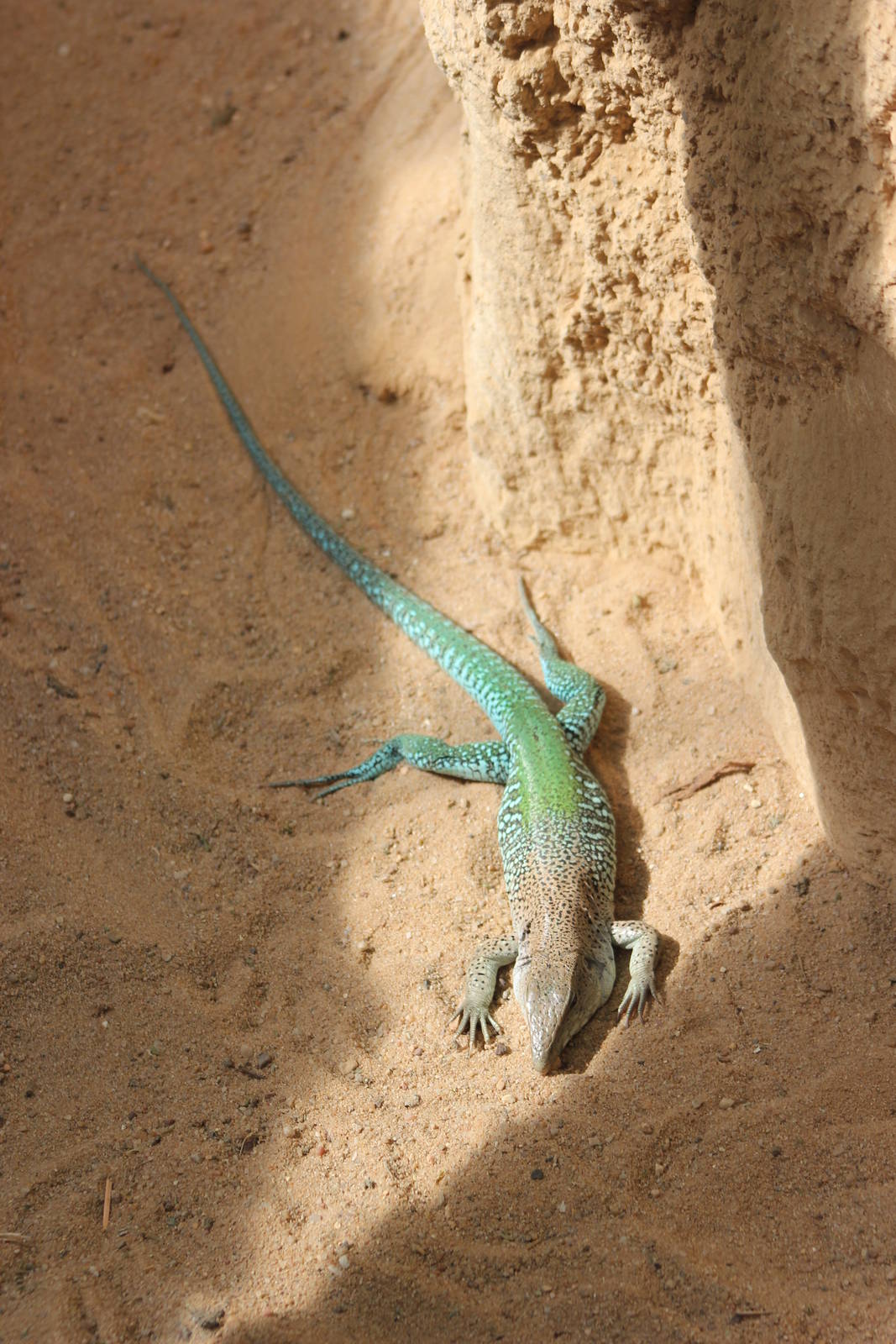 Blue ameiva