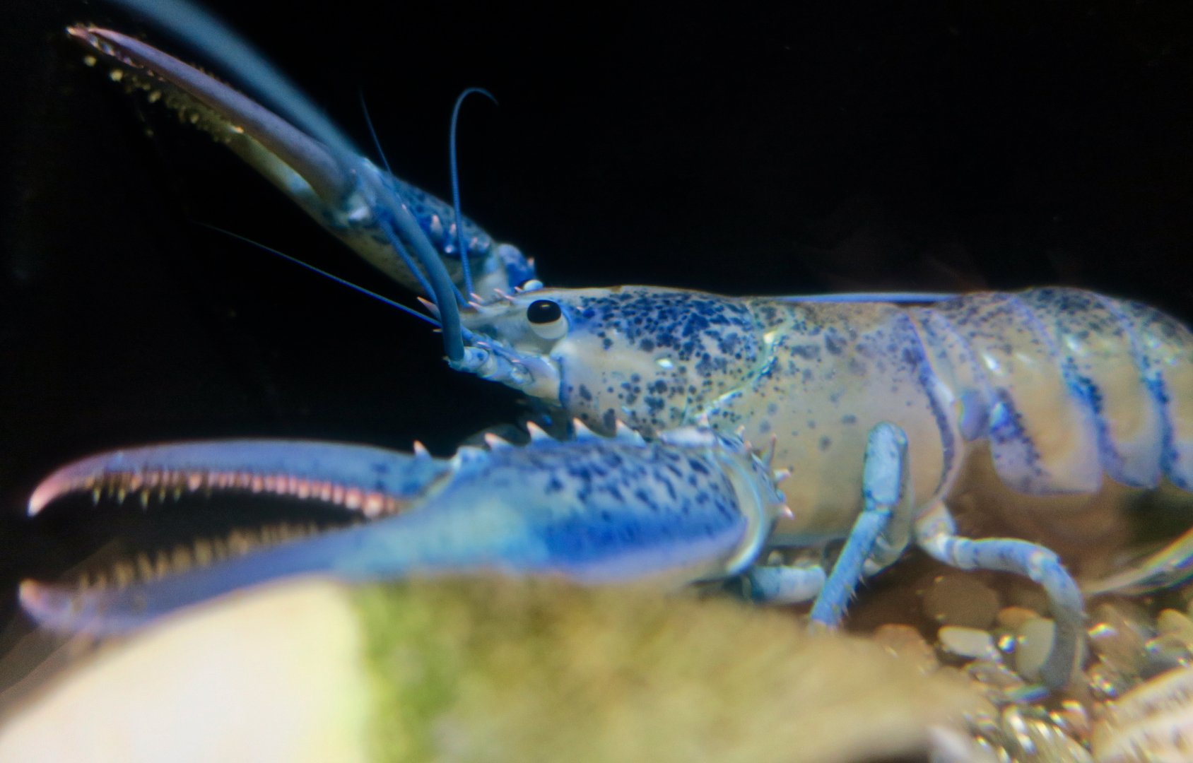 Blue American Lobster (Homarus americanus)