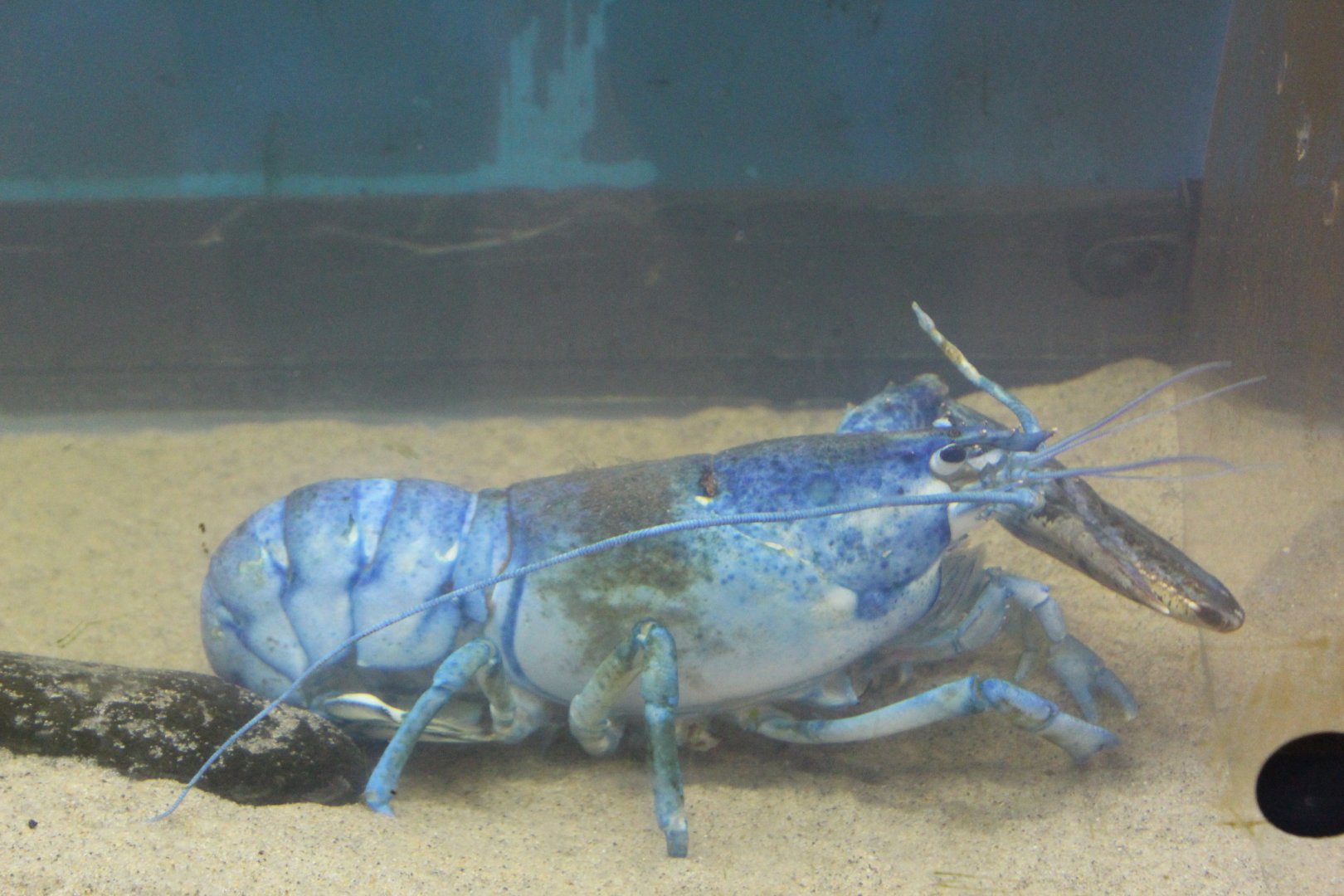 Blue American Lobster