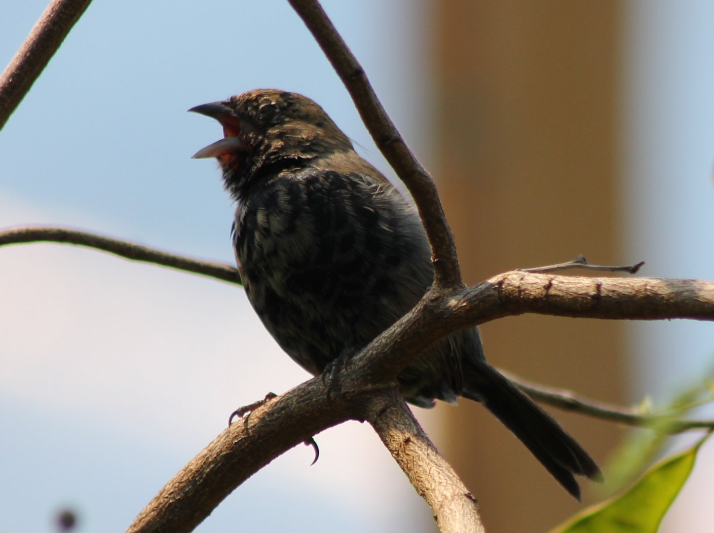 Blue and black grassquit