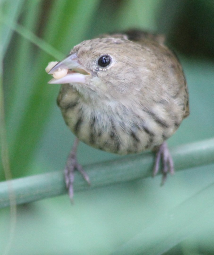 Blue and black grassquit