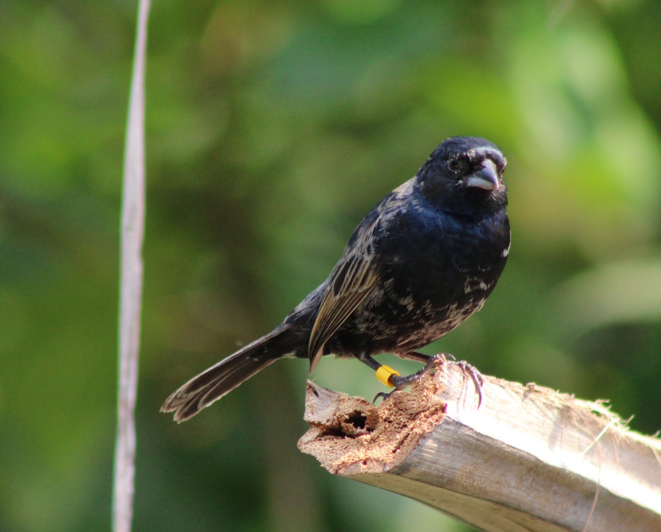 Blue and black grassquit