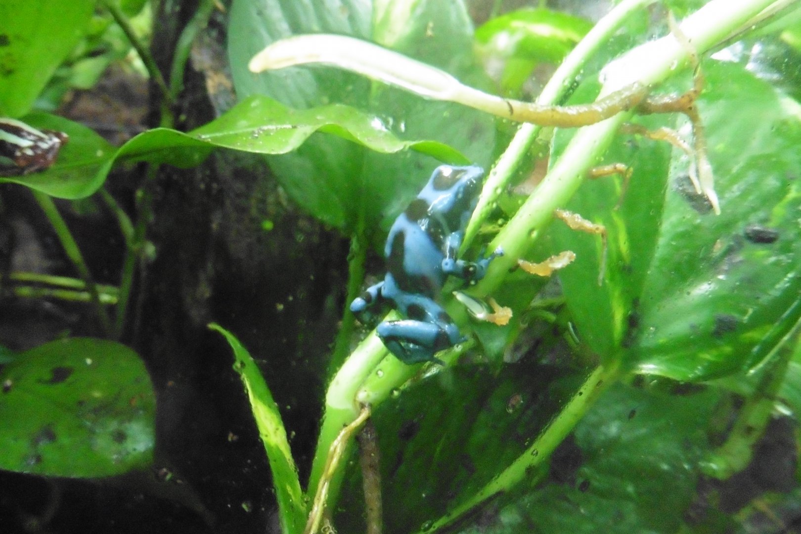 Blue and Black ? Poison Dart Frog