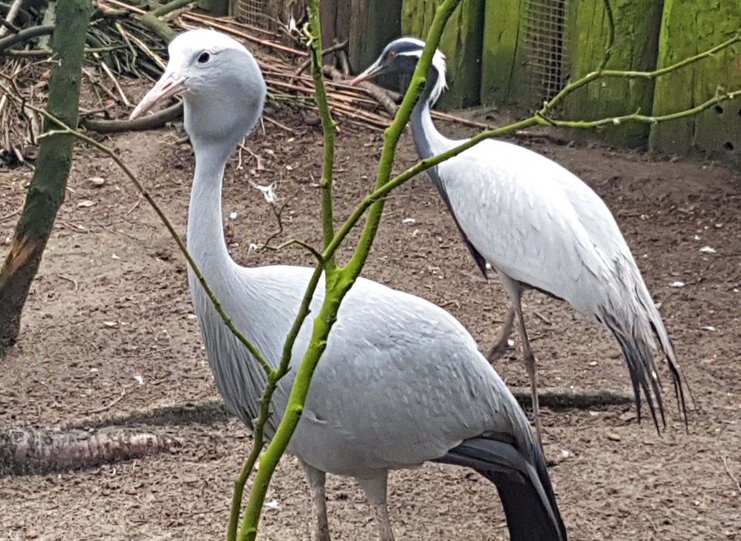 Blue and Demoiselle cranes