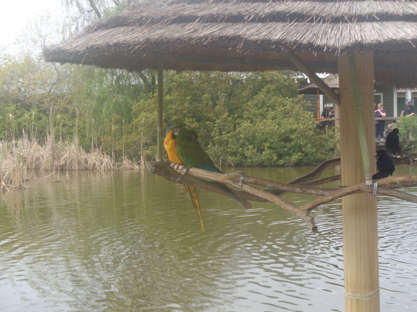 Blue-and gold and Military macaw