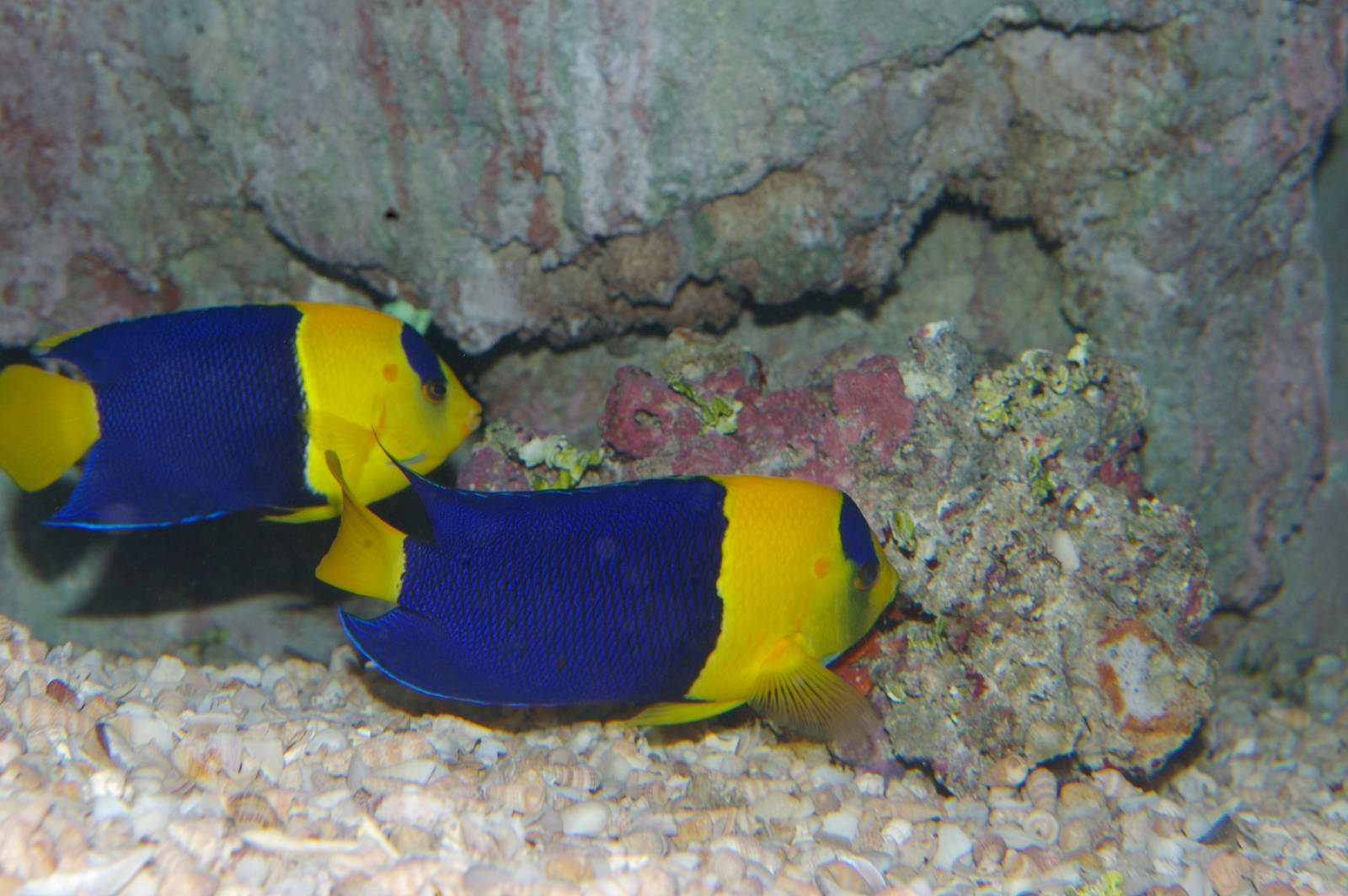 blue and gold angelfish (Centropyge bicolor)