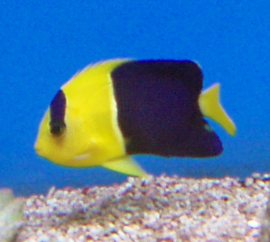 Blue and Gold Angelfish (Centropyge bicolor)