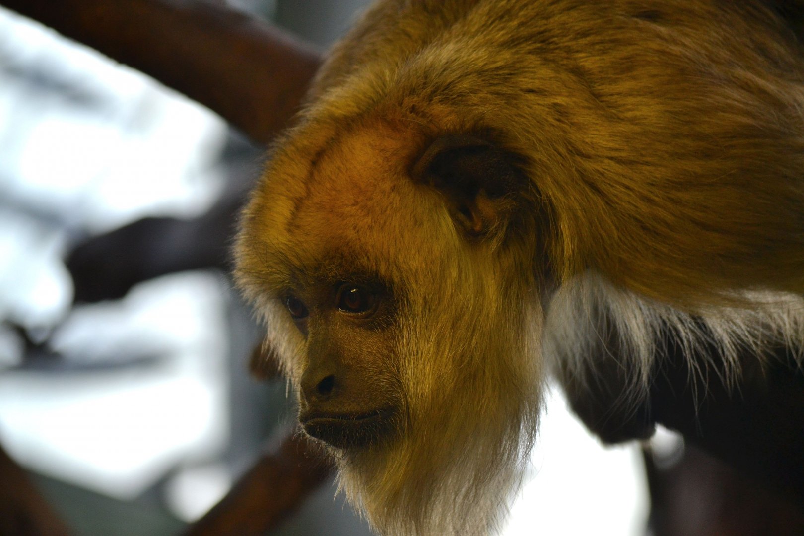 Blue and Gold Howler Monkey - December 2015