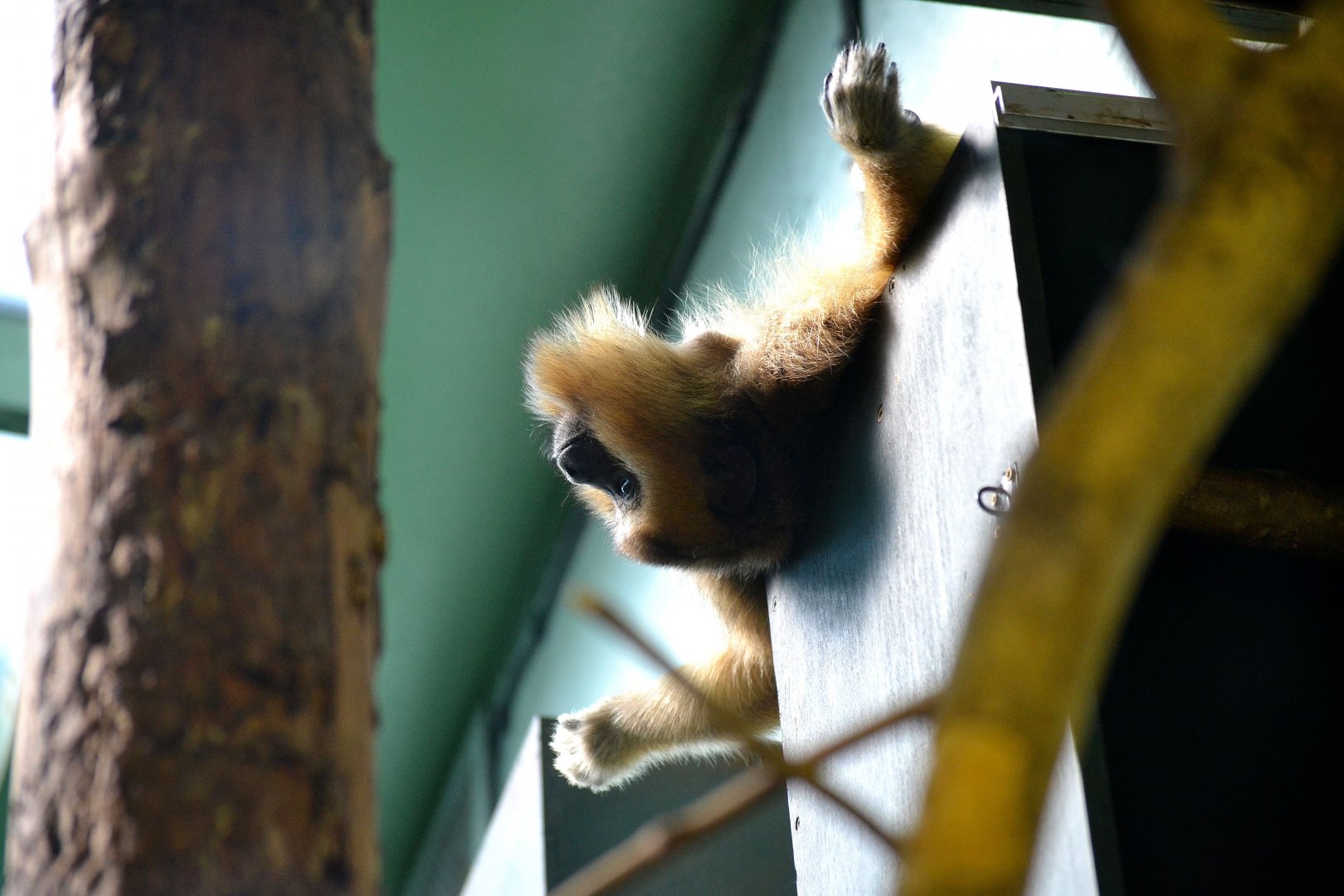 Blue And Gold Howler Monkey - September 2016