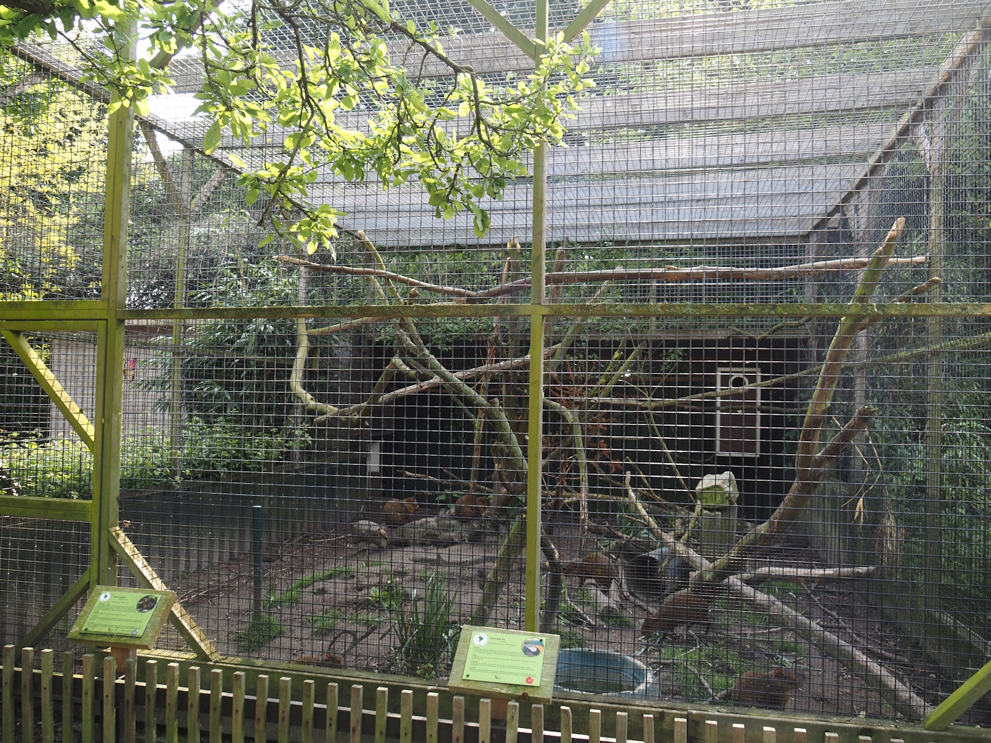 Blue-and-gold macaw and Azara's agouti aviary, 2024-05-11