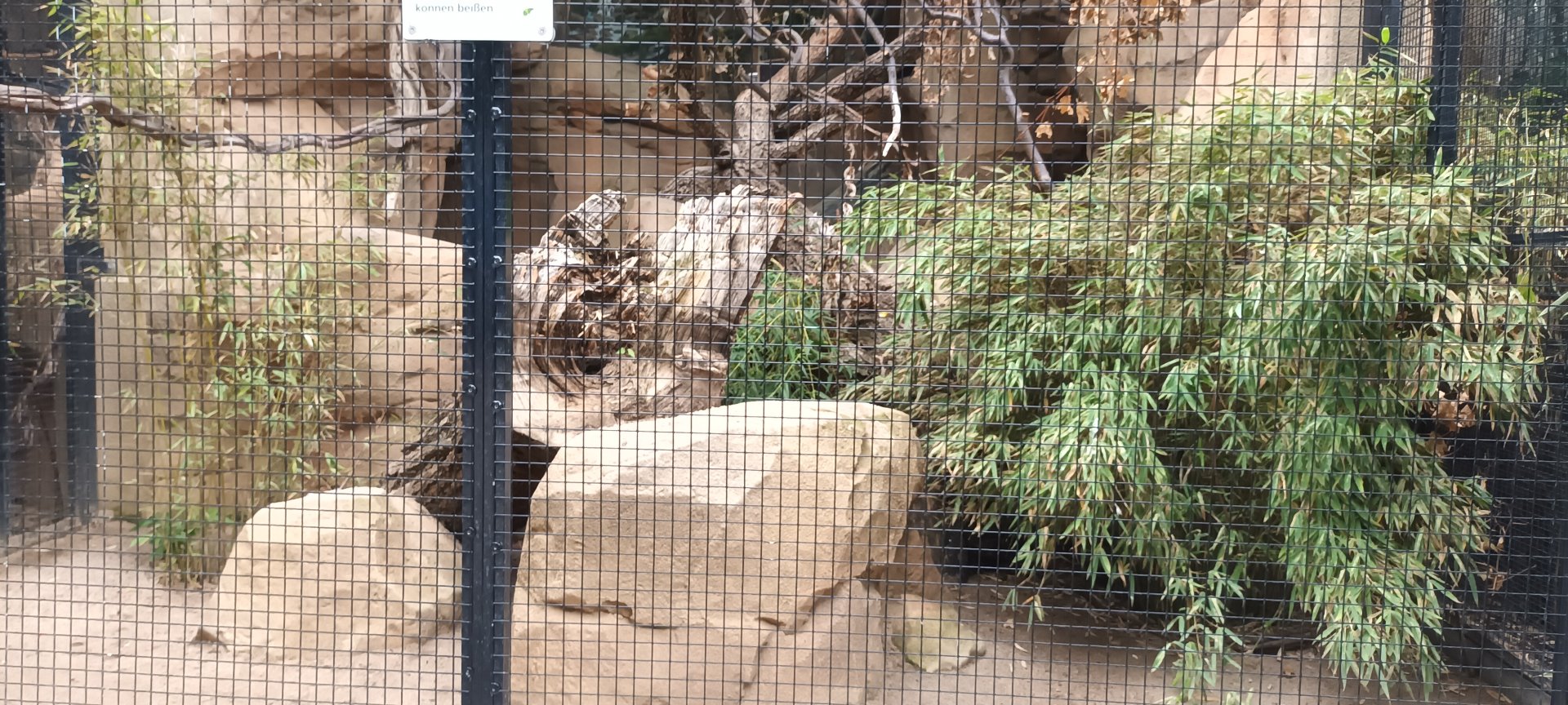 Blue and gold Macaw and Blue headed Macaw Aviary