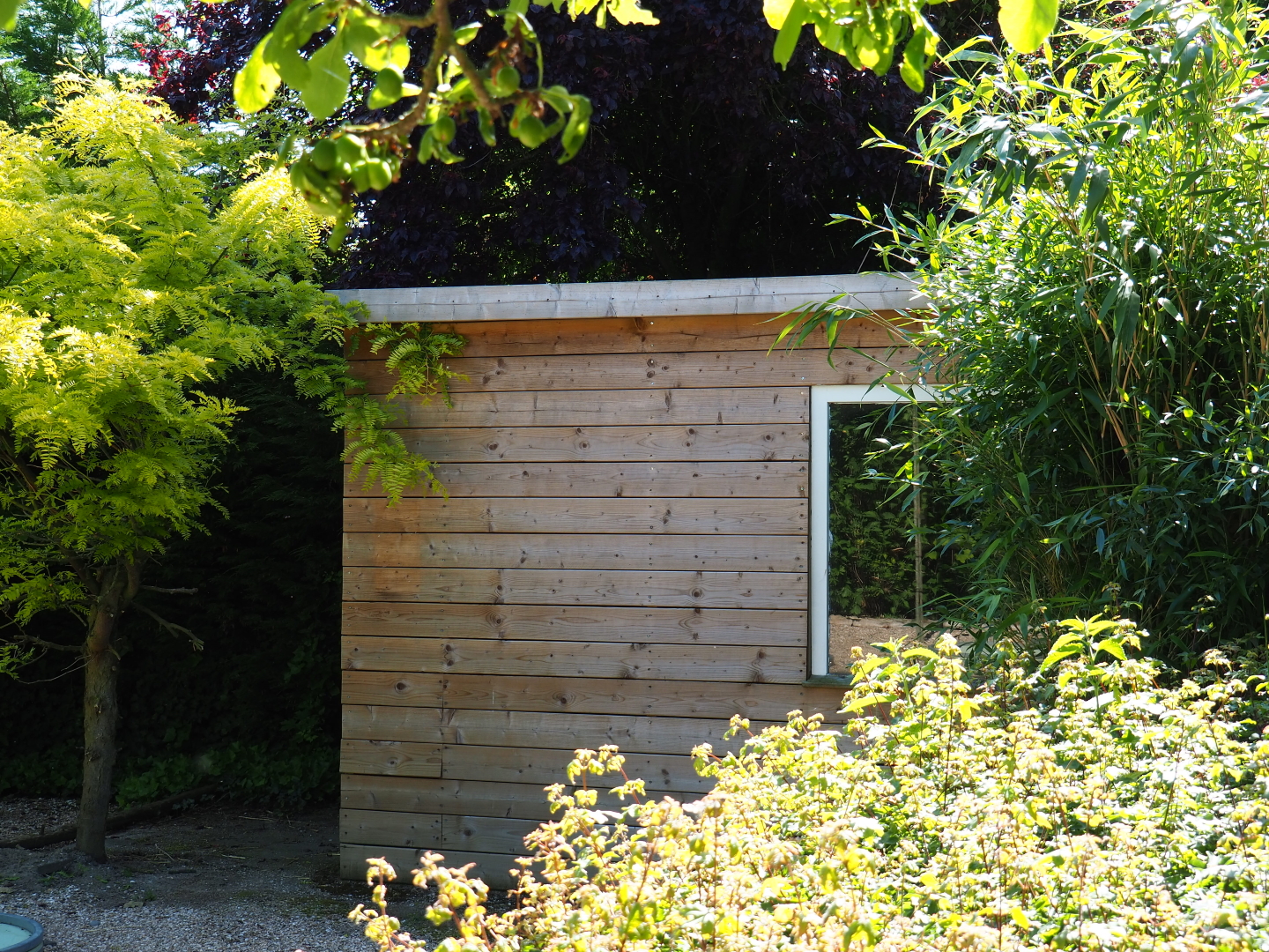 Blue-and-gold macaw and Central American agouti barn, 2019-06-01