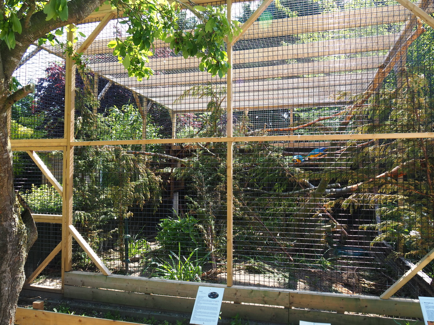 Blue-and-gold macaw and Central American agouti exhibit, 2019-06-01