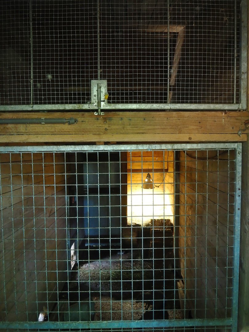 Blue-and-gold macaw and Central American agouti indoor exhibits, 2023-06-24