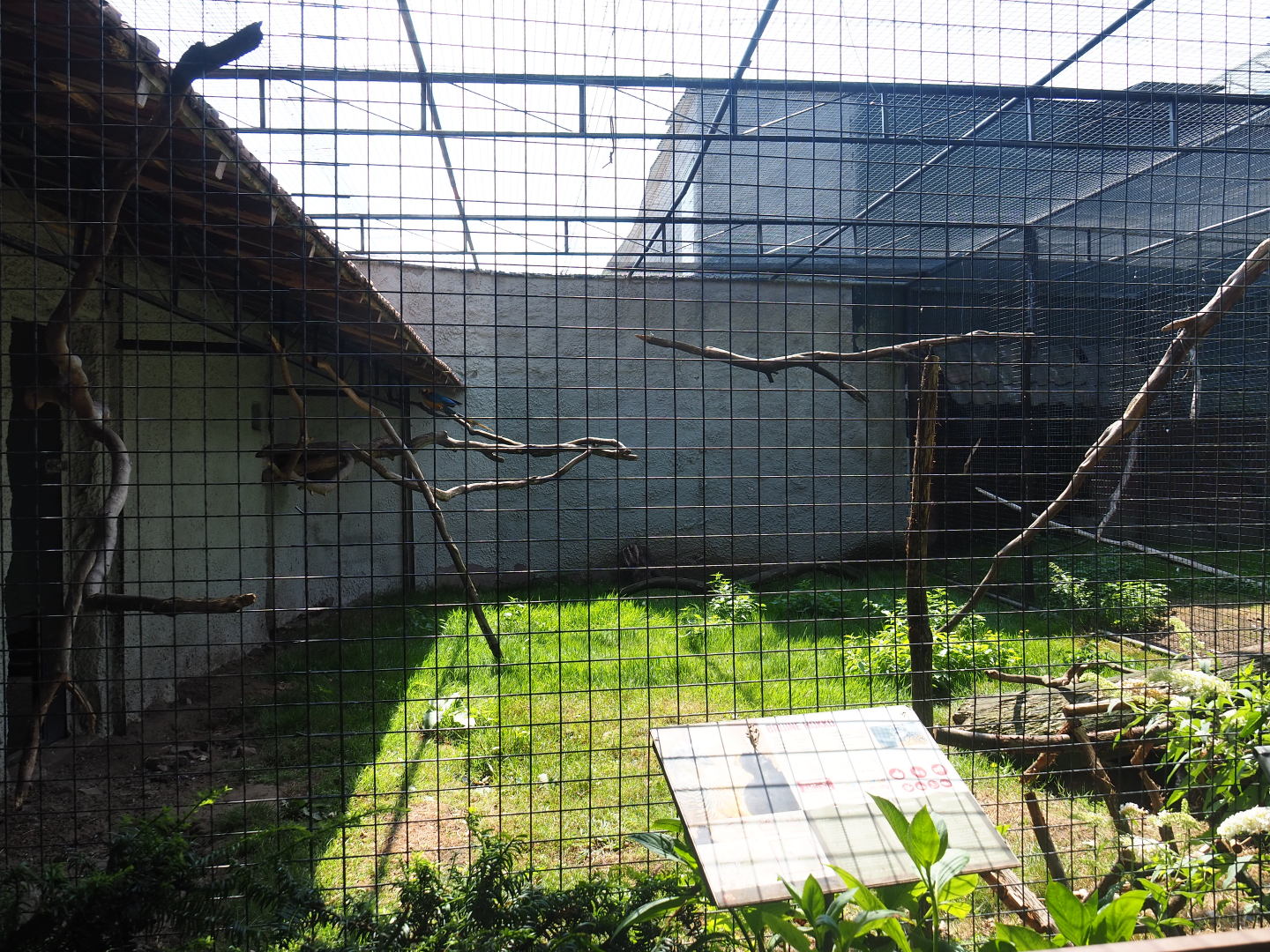 Blue-and-gold macaw and Great curassow aviary, 2019-08-04